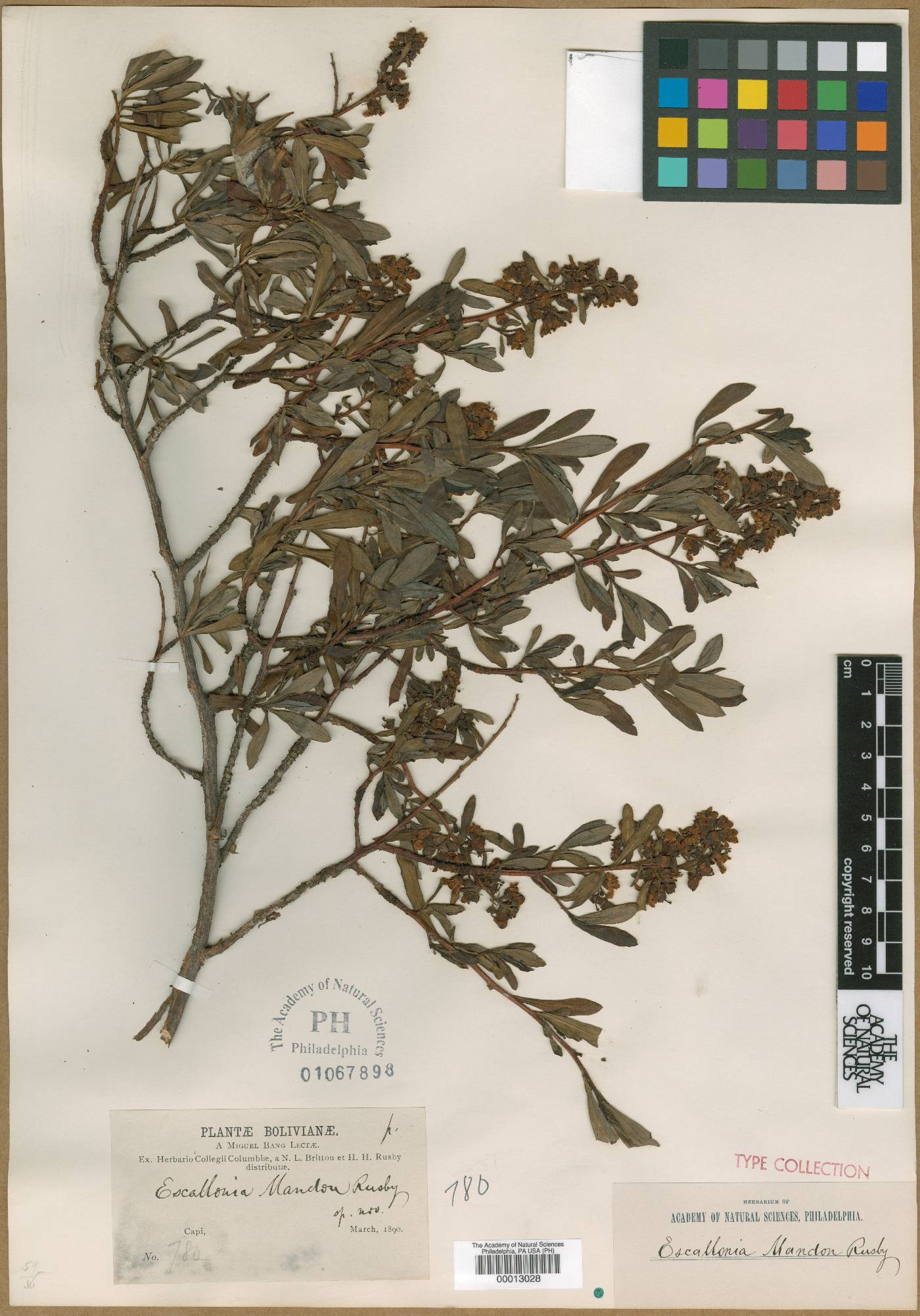 Escallonia resinosa image