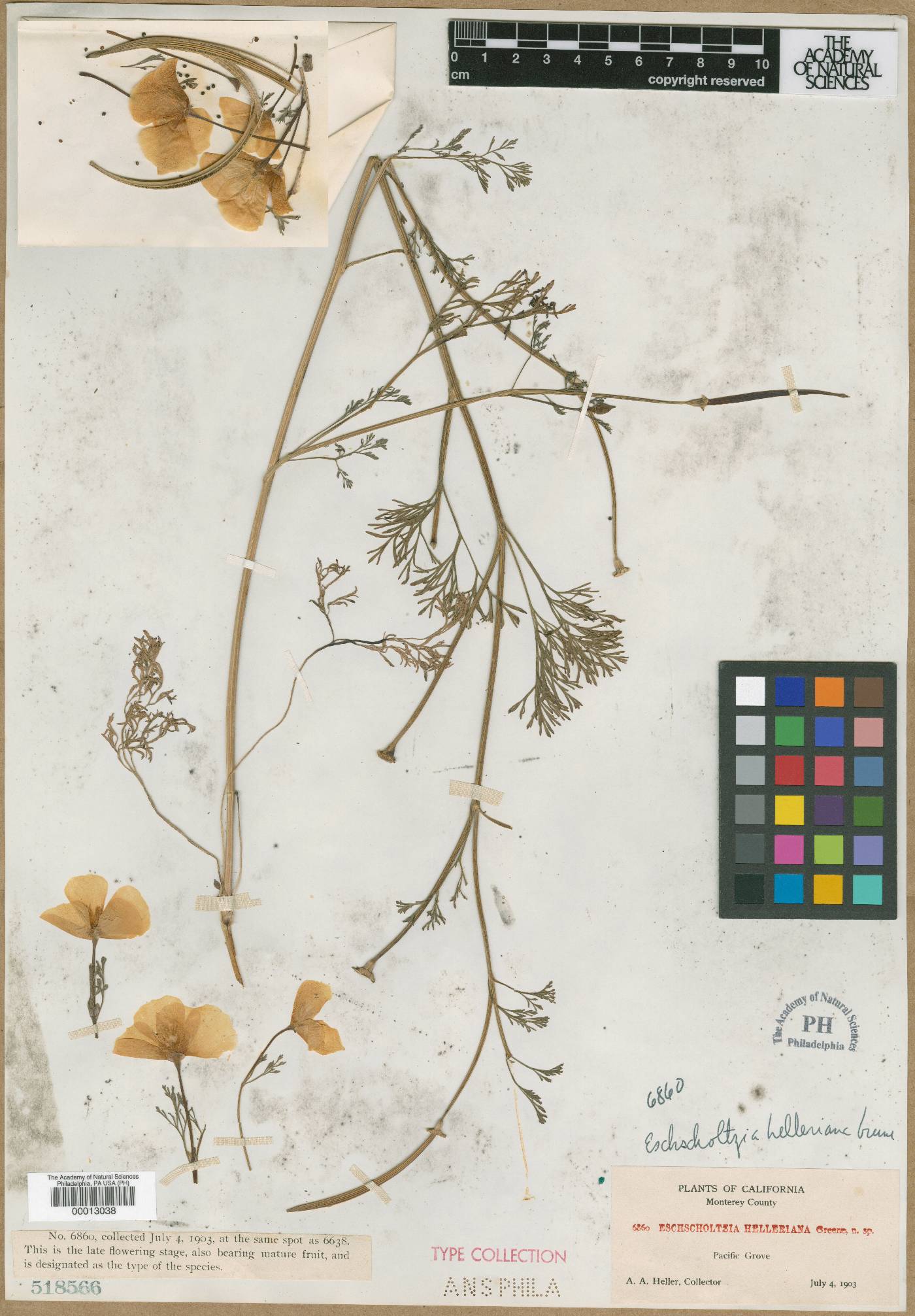 Eschscholzia helleriana image