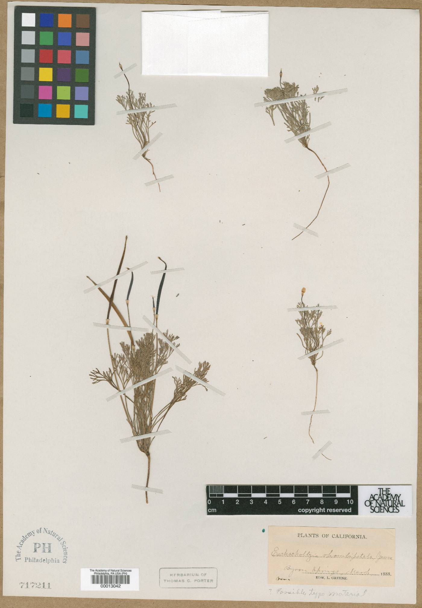 Eschscholzia rhombipetala image