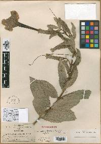 Escobedia longiflora image