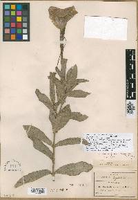 Escobedia longiflora image