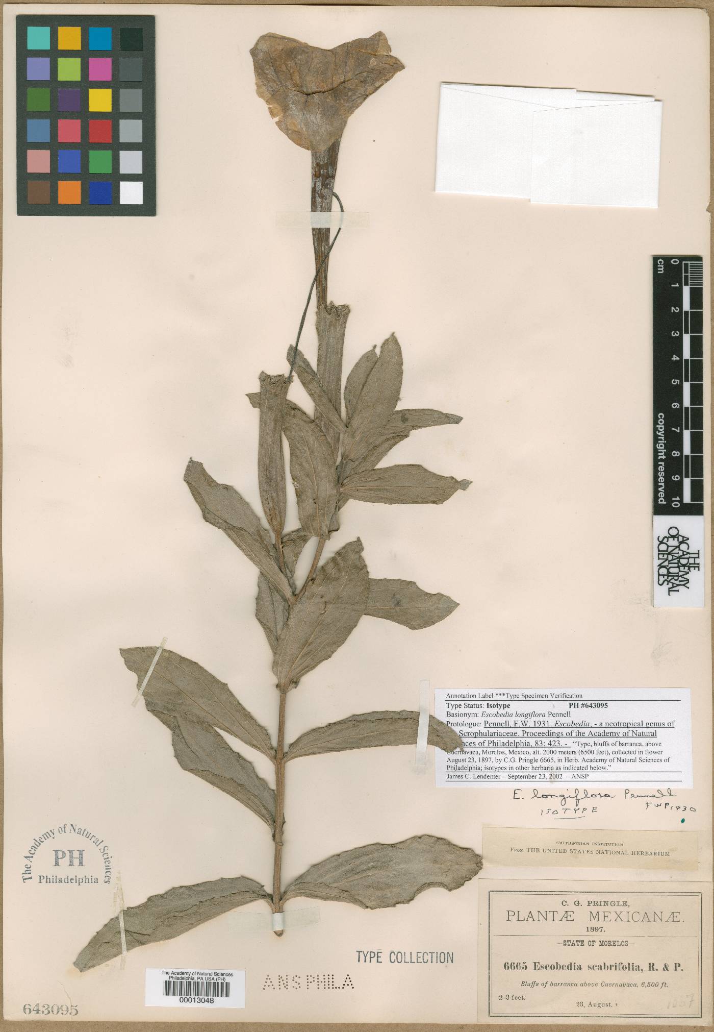 Escobedia longiflora image