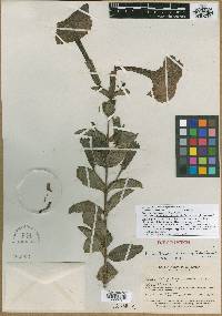 Image of Escobedia parvifolia