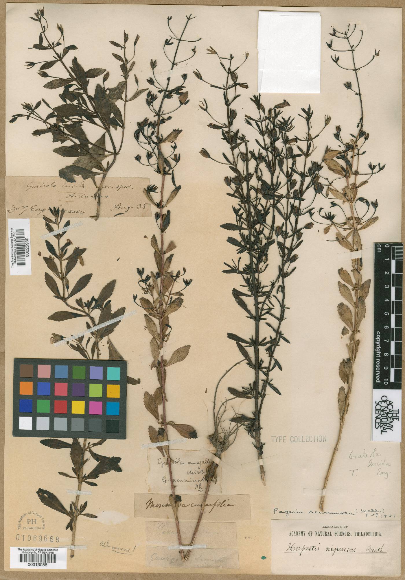 Limnophila repens image