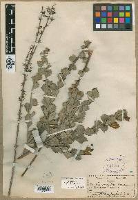 Media resource of Grevillea acrobotrya
