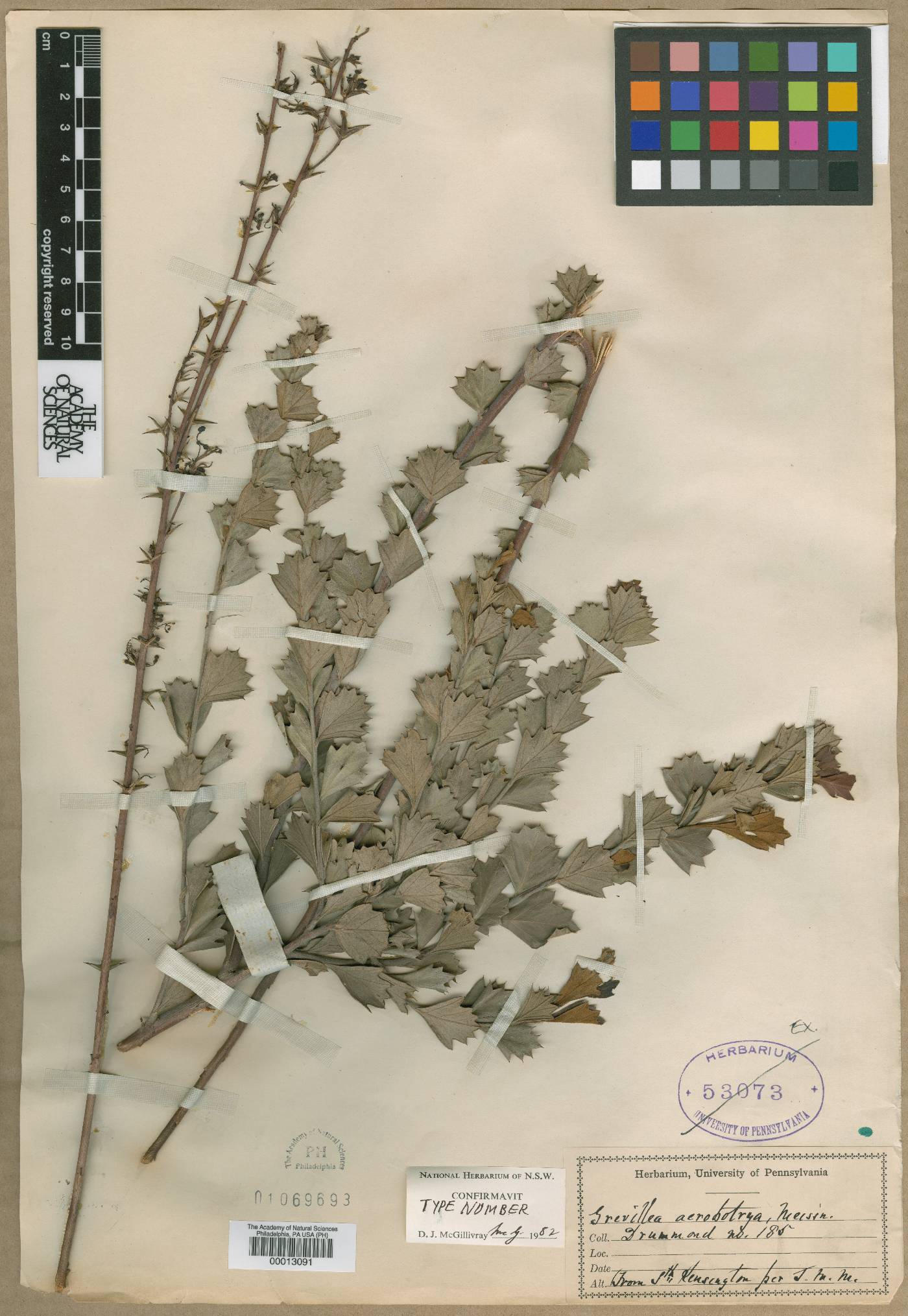 Grevillea acrobotrya image