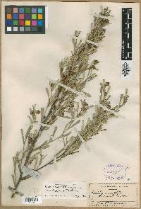 Media resource of Grevillea argyrophylla