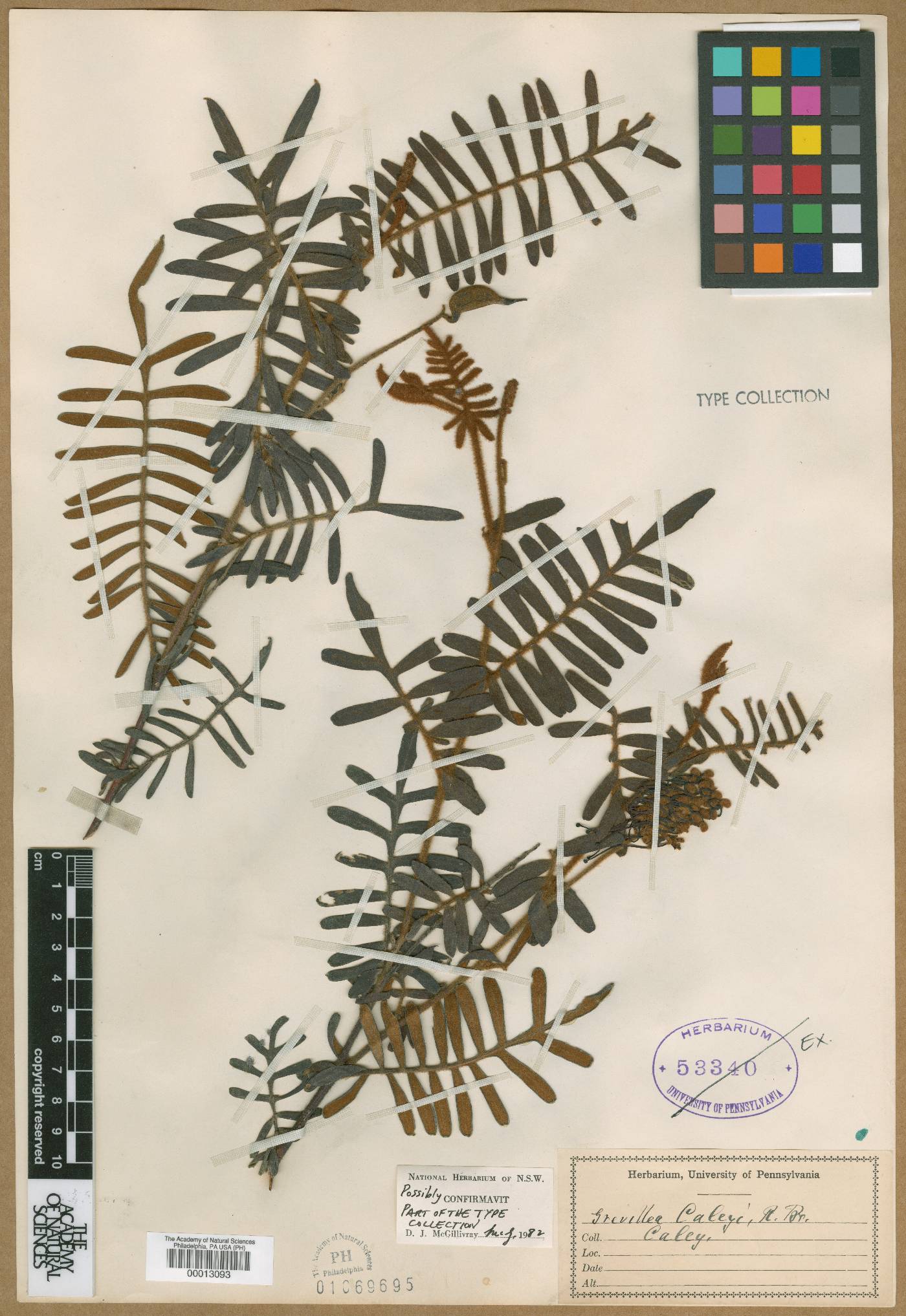 Grevillea caleyi image