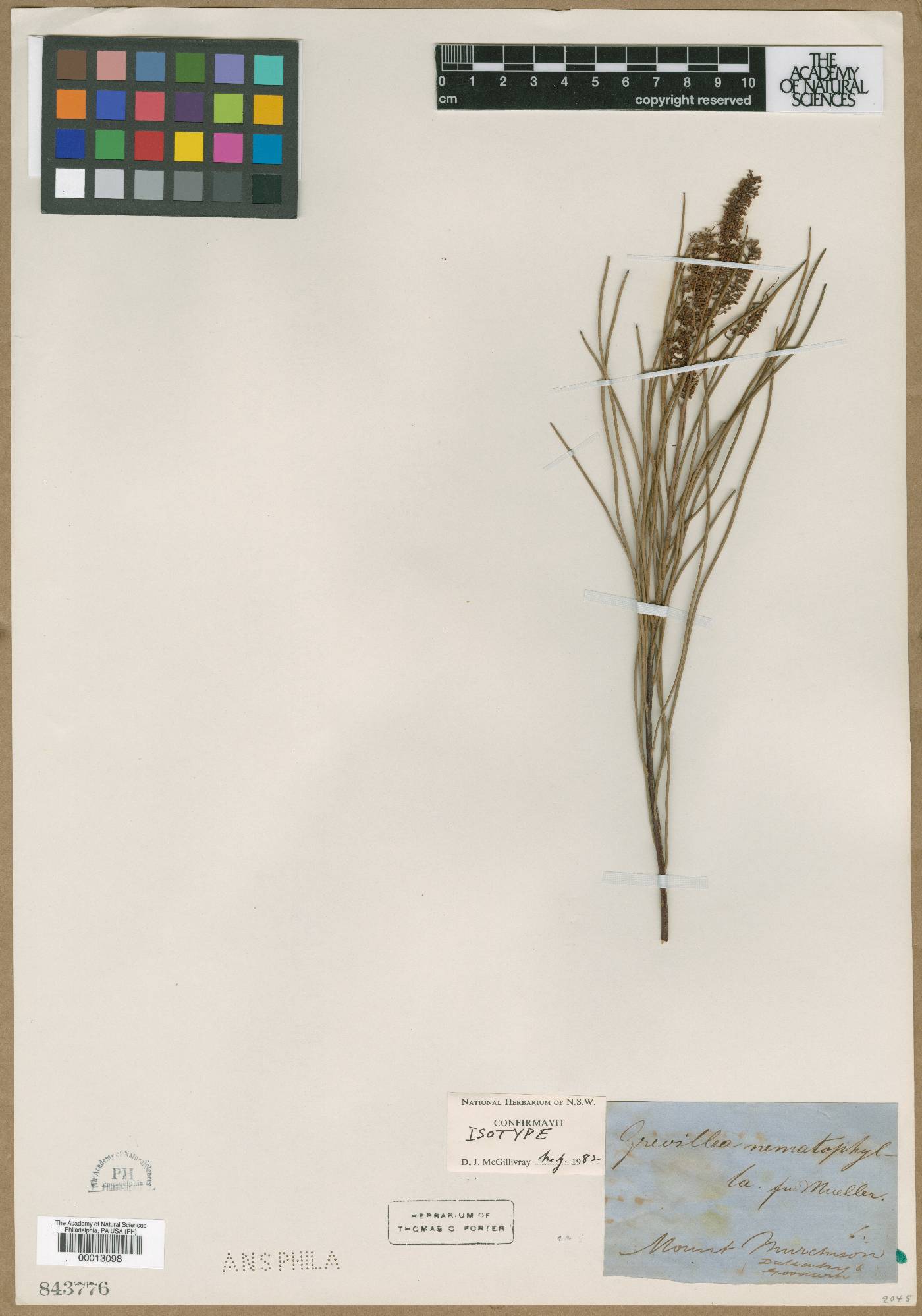 Grevillea nematophylla image