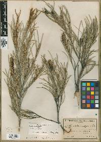 Media resource of Grevillea armigera
