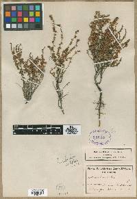 Image of Erica caprina