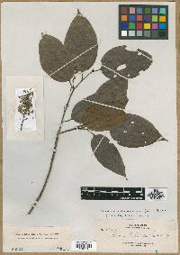 Image of Microcos cinnamomifolia
