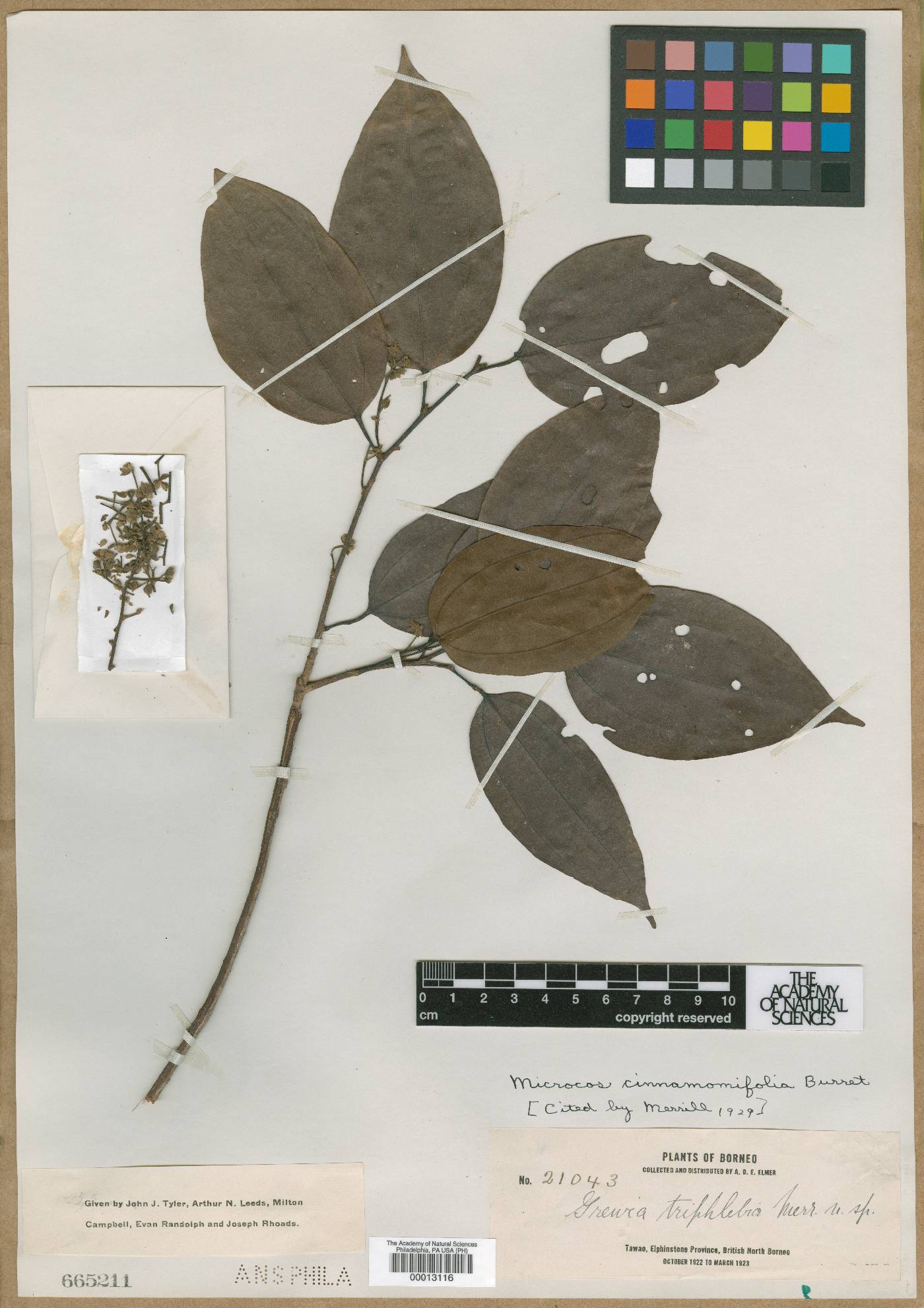Microcos cinnamomifolia image