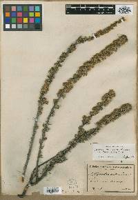 Media resource of Grevillea scabra