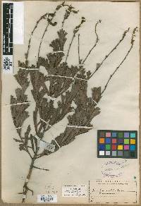 Media resource of Grevillea rudis