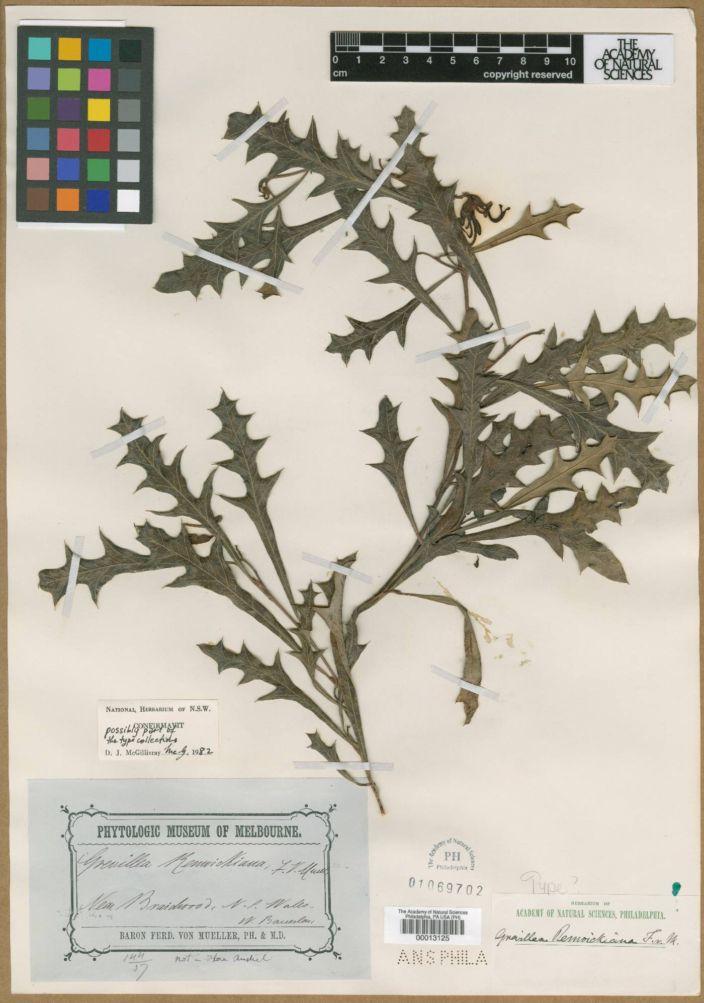 Grevillea renwickiana image