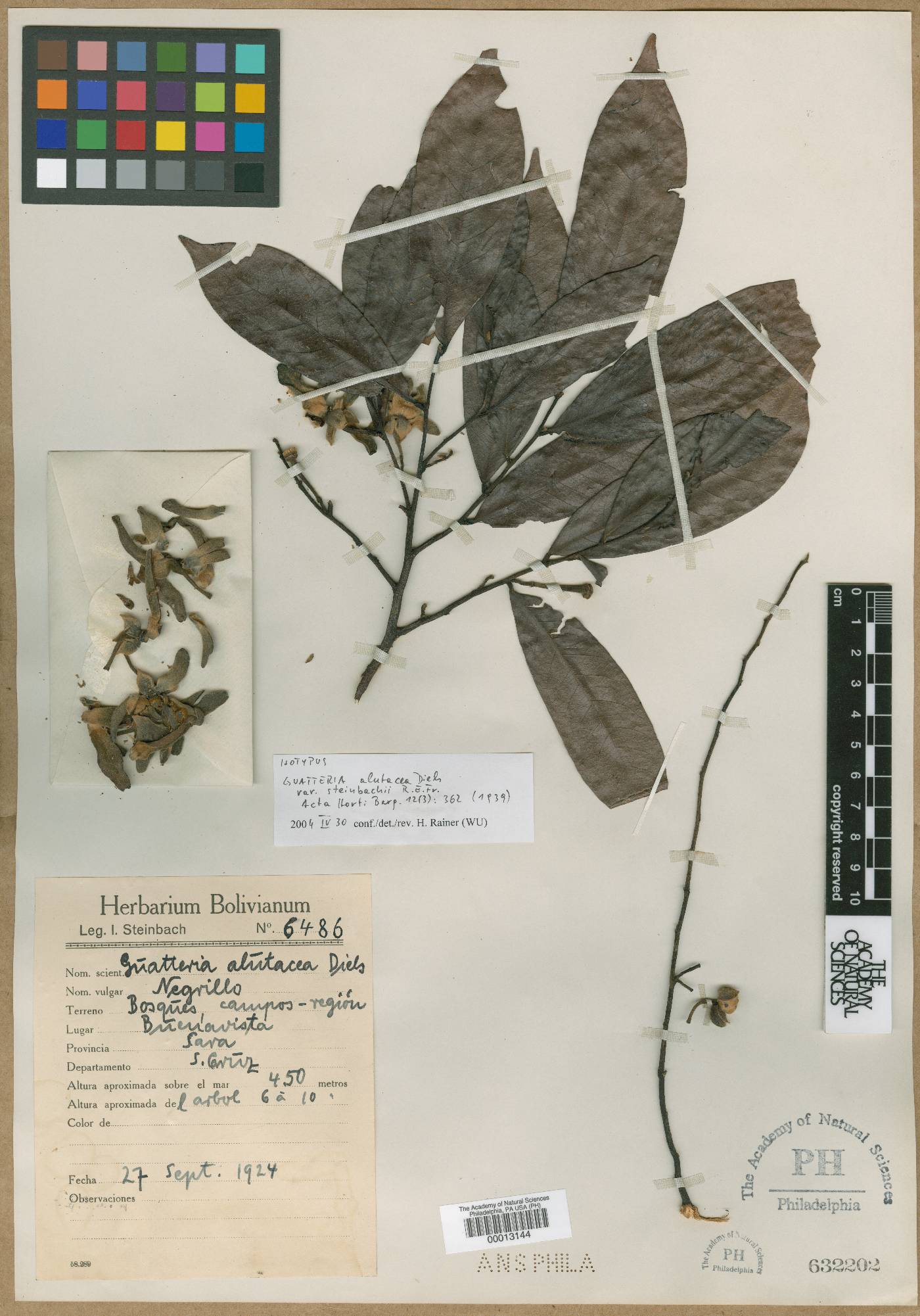 Guatteria alutacea var. steinbachii image