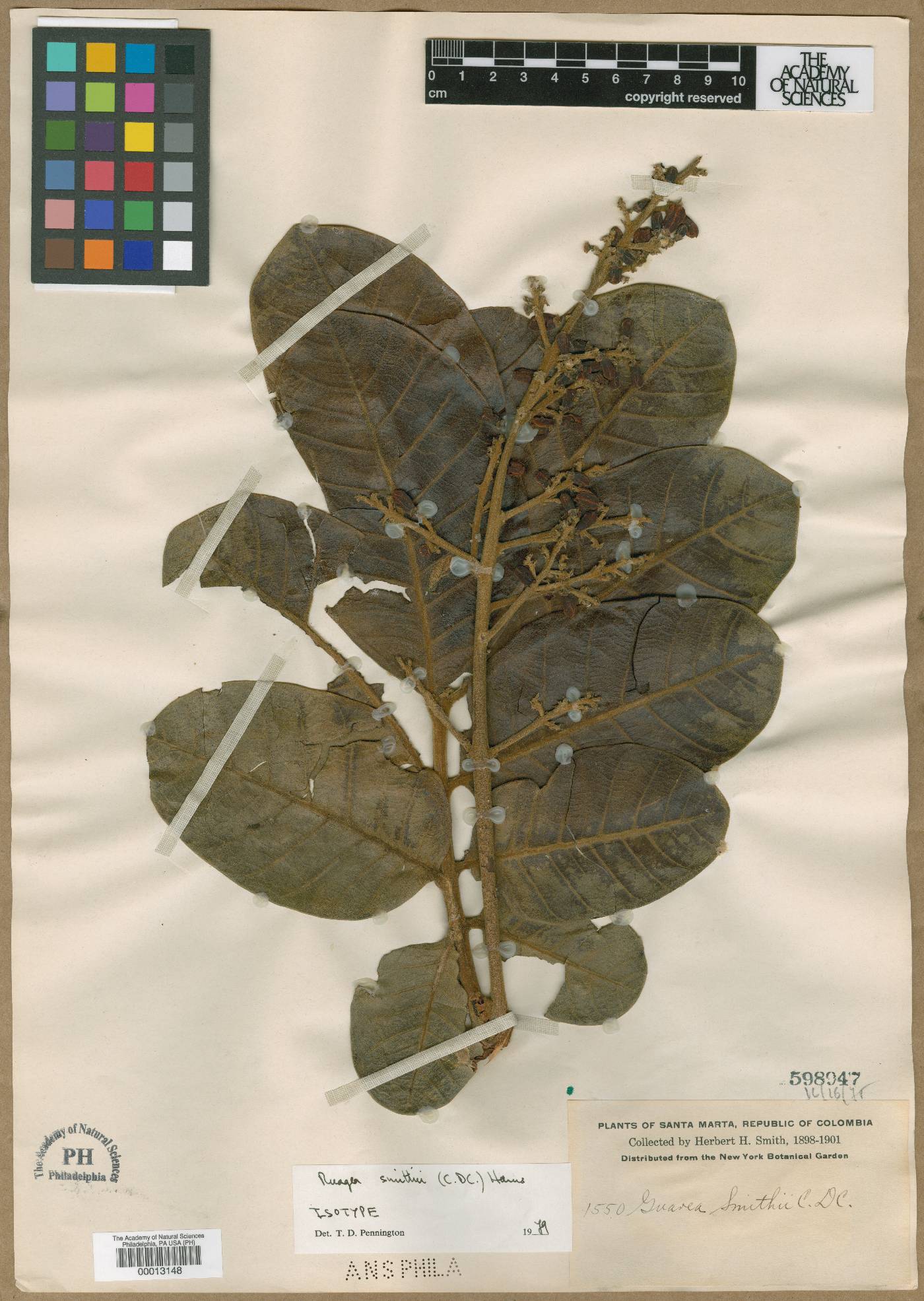 Ruagea smithii image