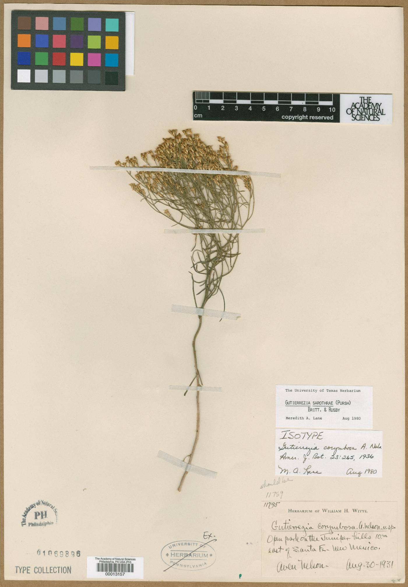 Gutierrezia corymbosa image