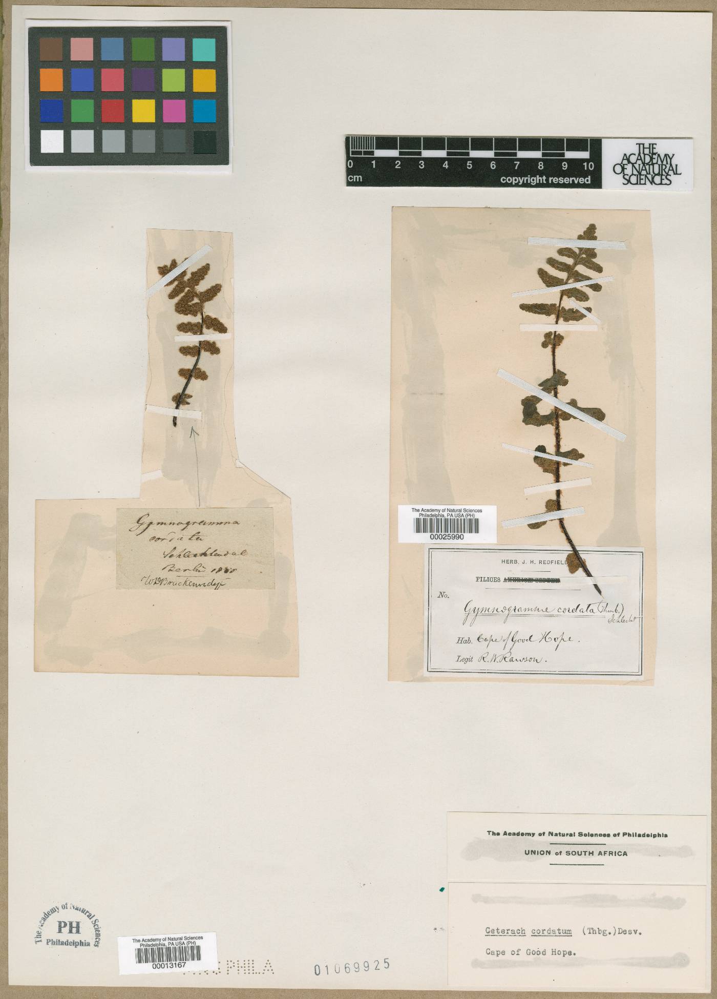 Asplenium cordatum image