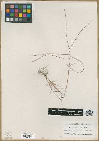 Gymnopogon floridanus image