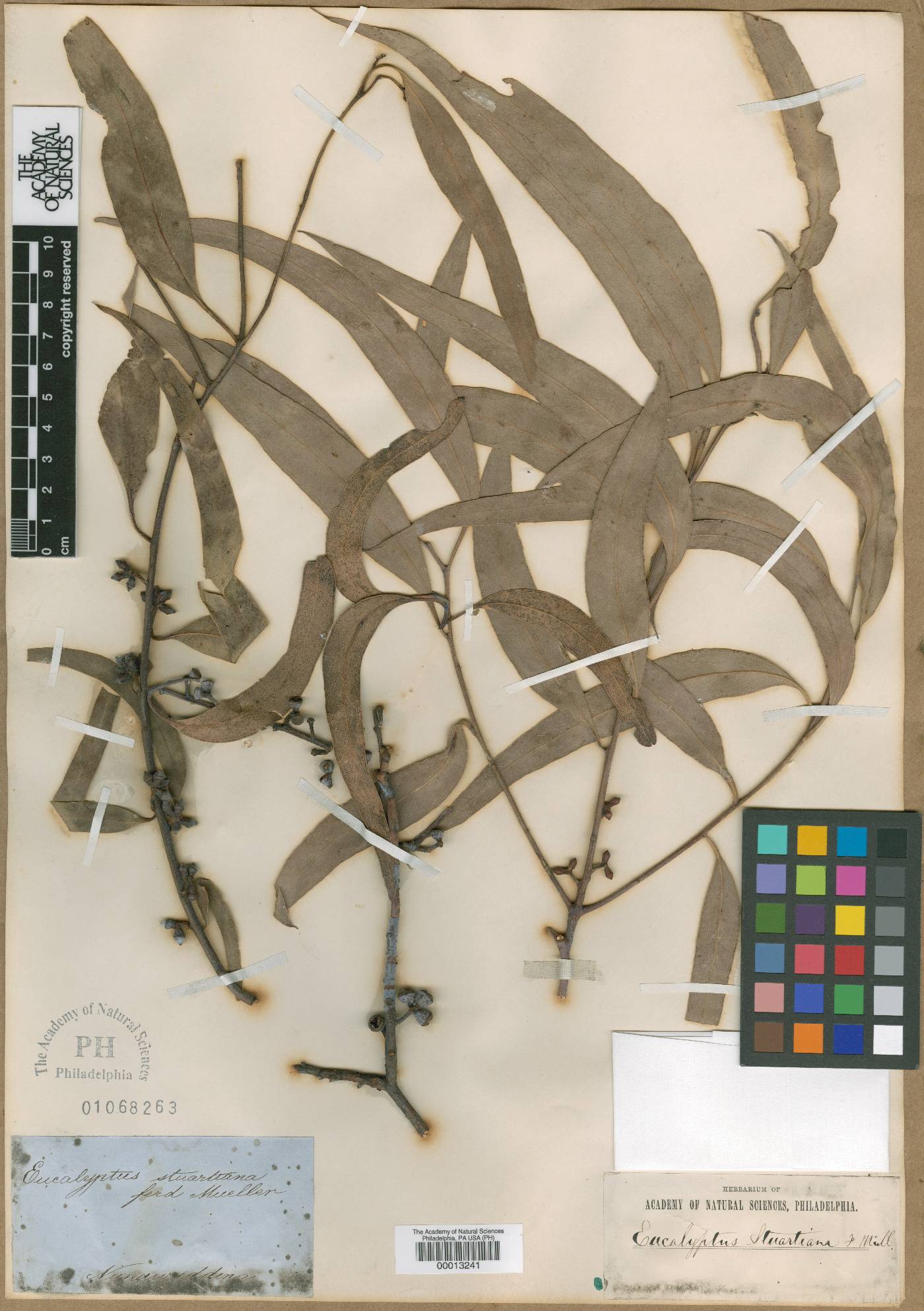 Eucalyptus ovata subsp. ovata image