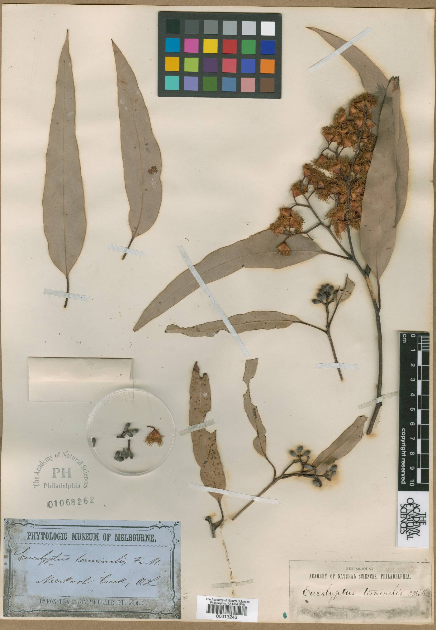 Eucalyptus terminalis image
