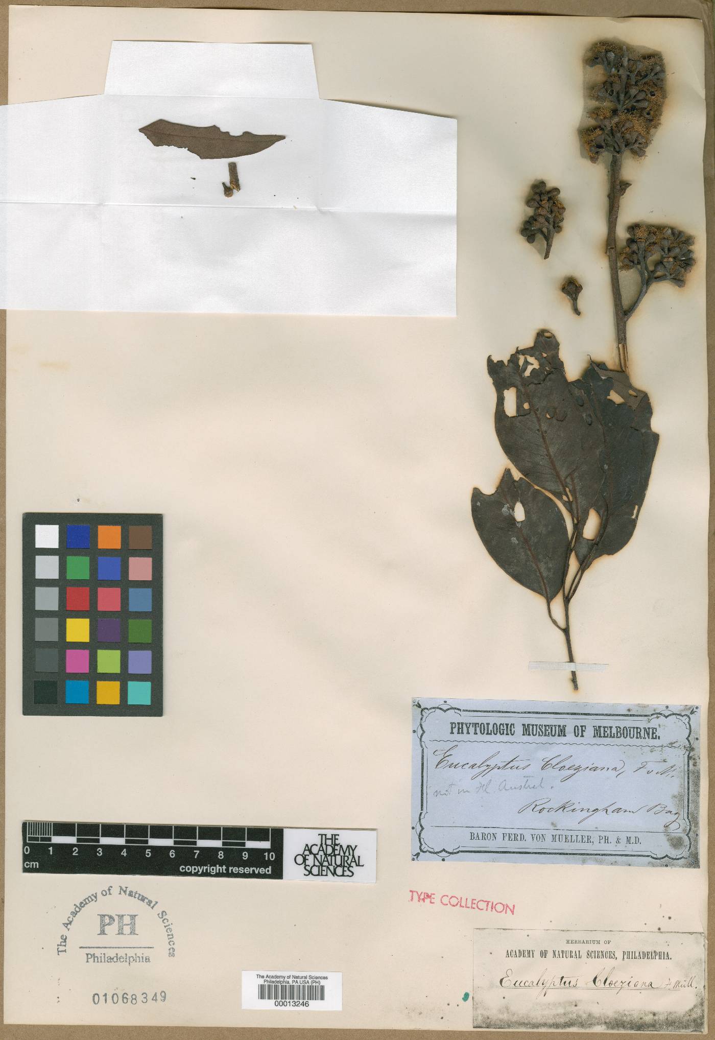 Eucalyptus cloeziana image