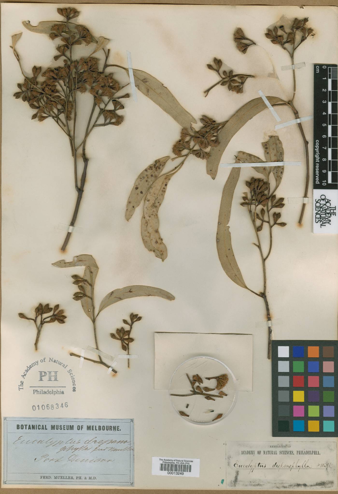Eucalyptus drepanophylla image