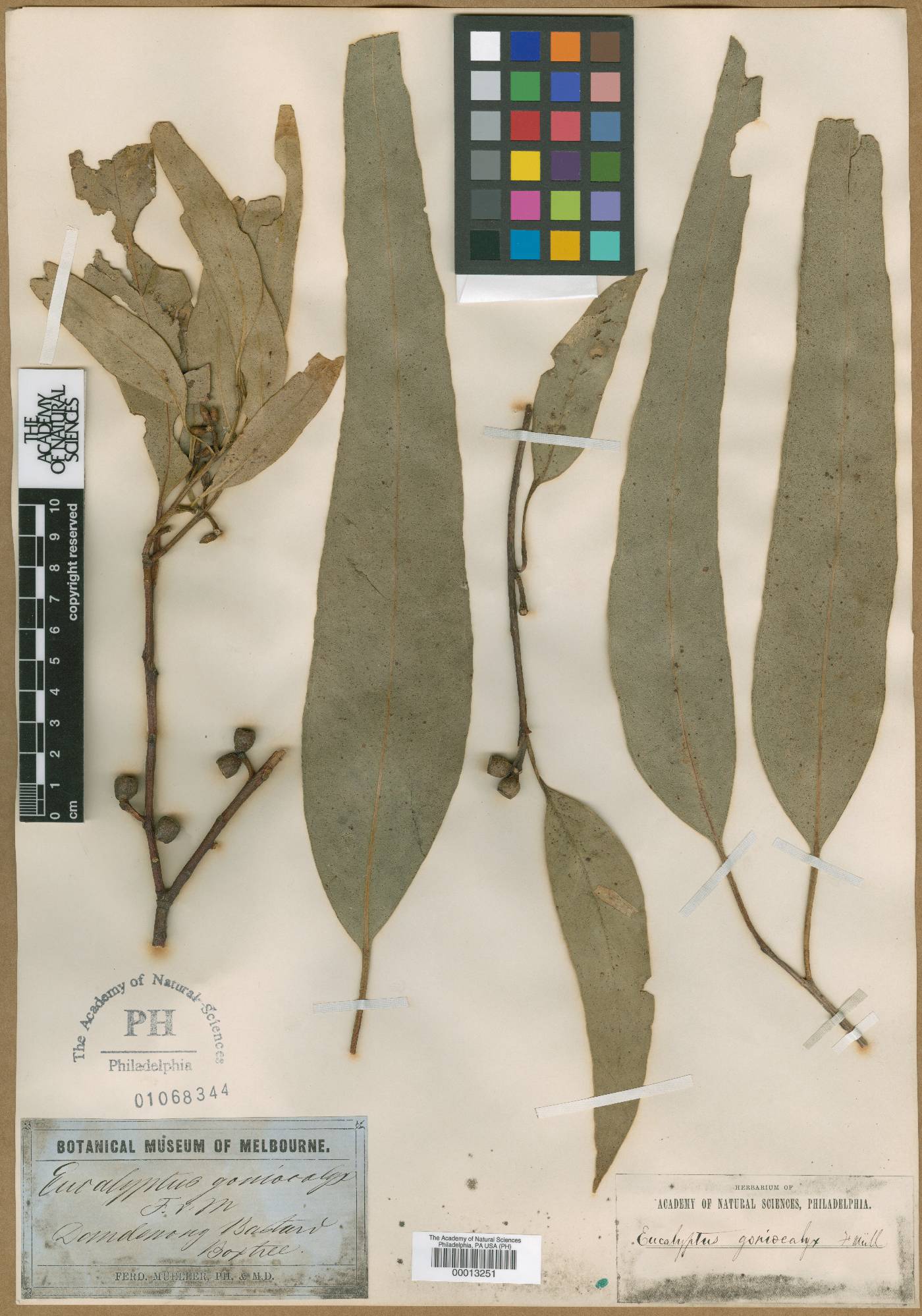 Eucalyptus goniocalyx image