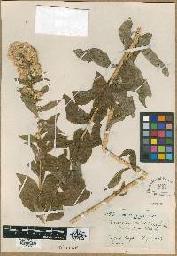 Eucephalus vialis image