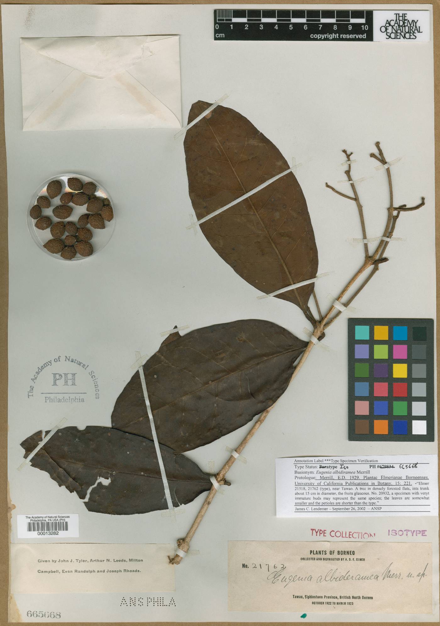 Syzygium kunstleri image