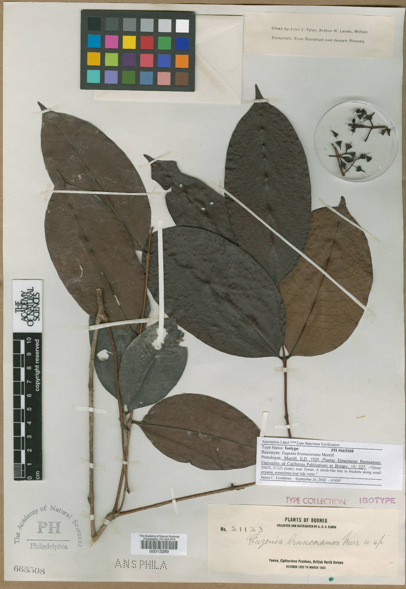 Syzygium racemosum subsp. racemosum image