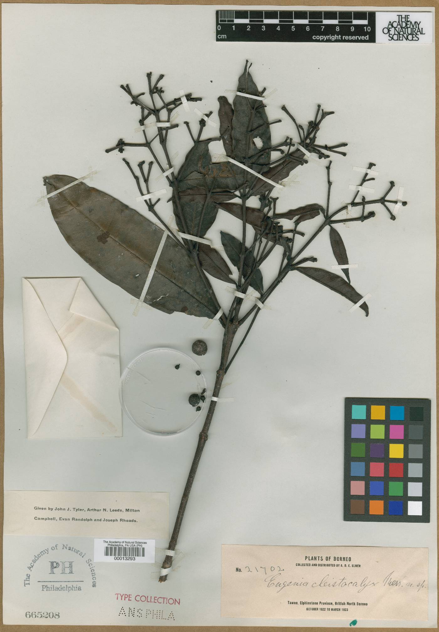 Syzygium nervosum image