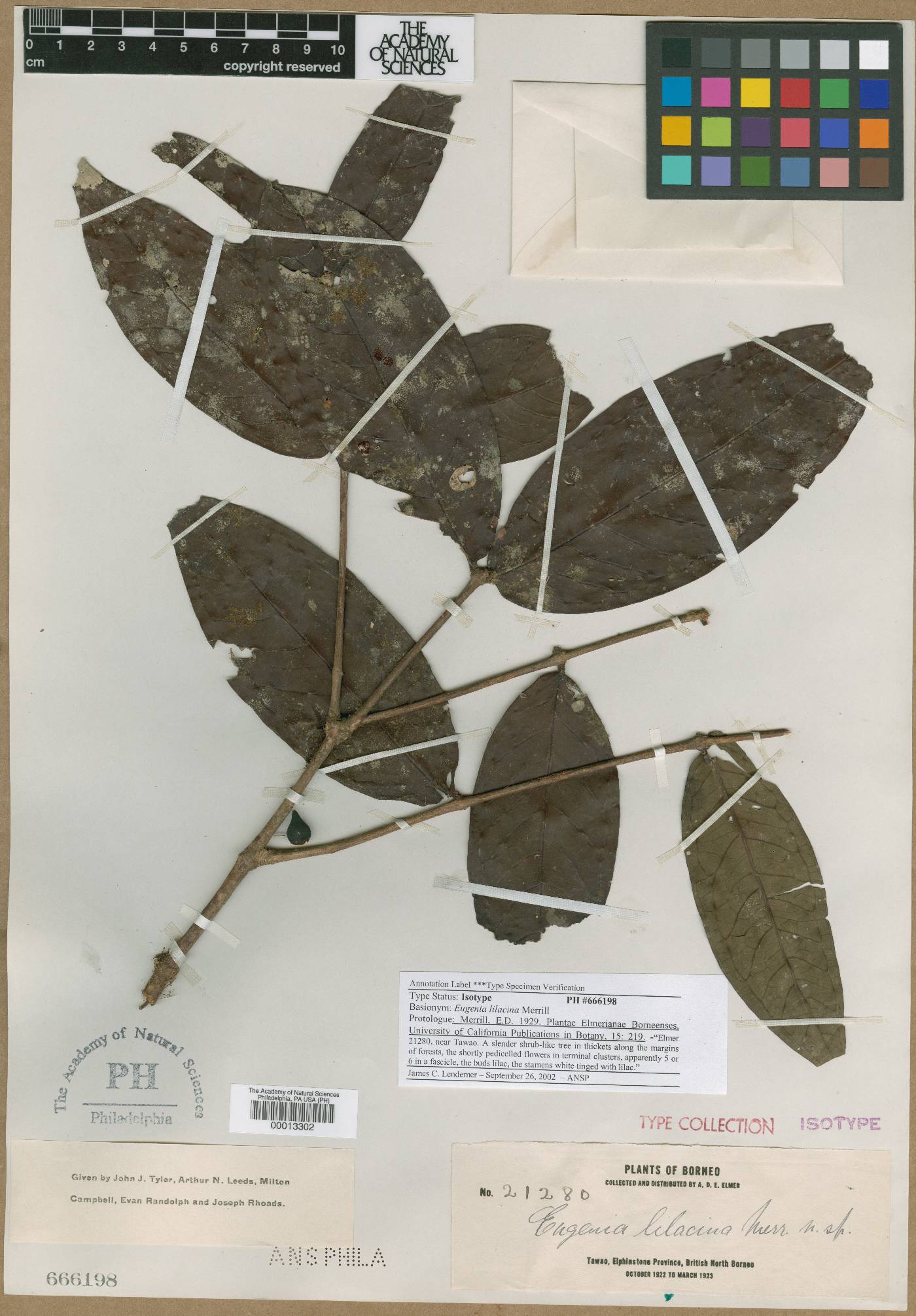 Syzygium lilacinum image