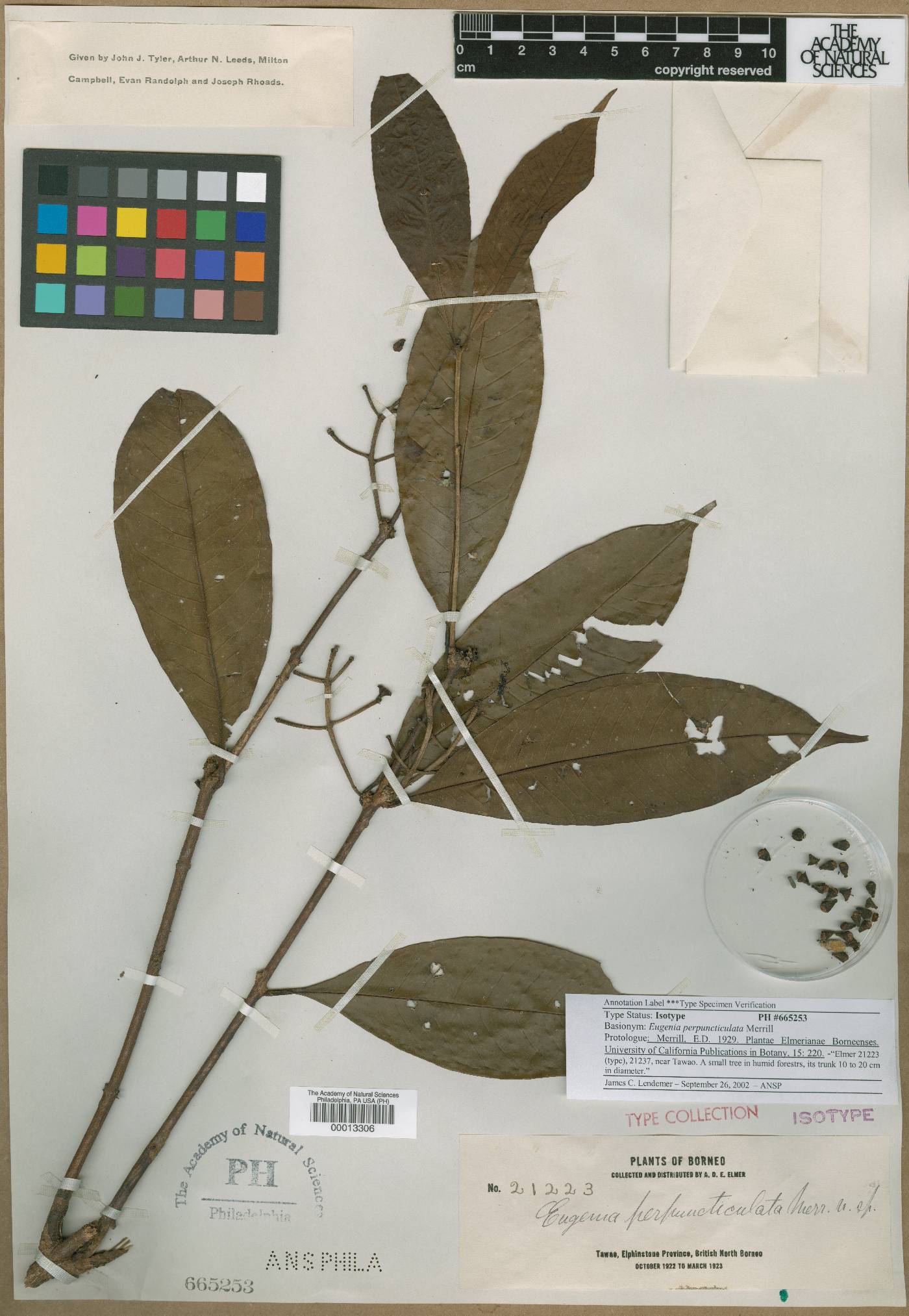 Syzygium pustulatum image