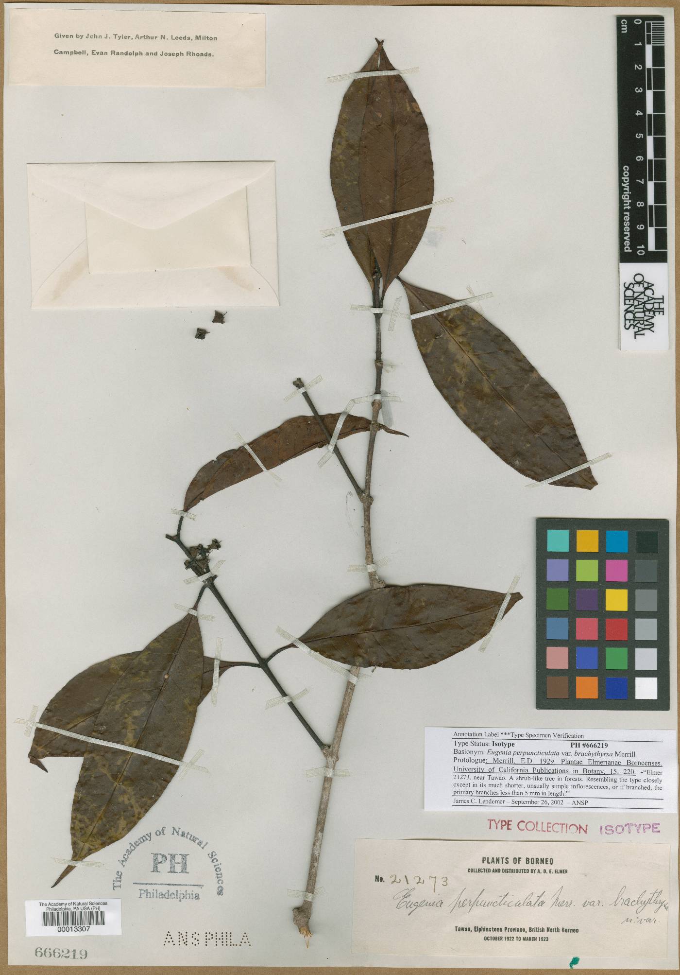 Syzygium pustulatum image