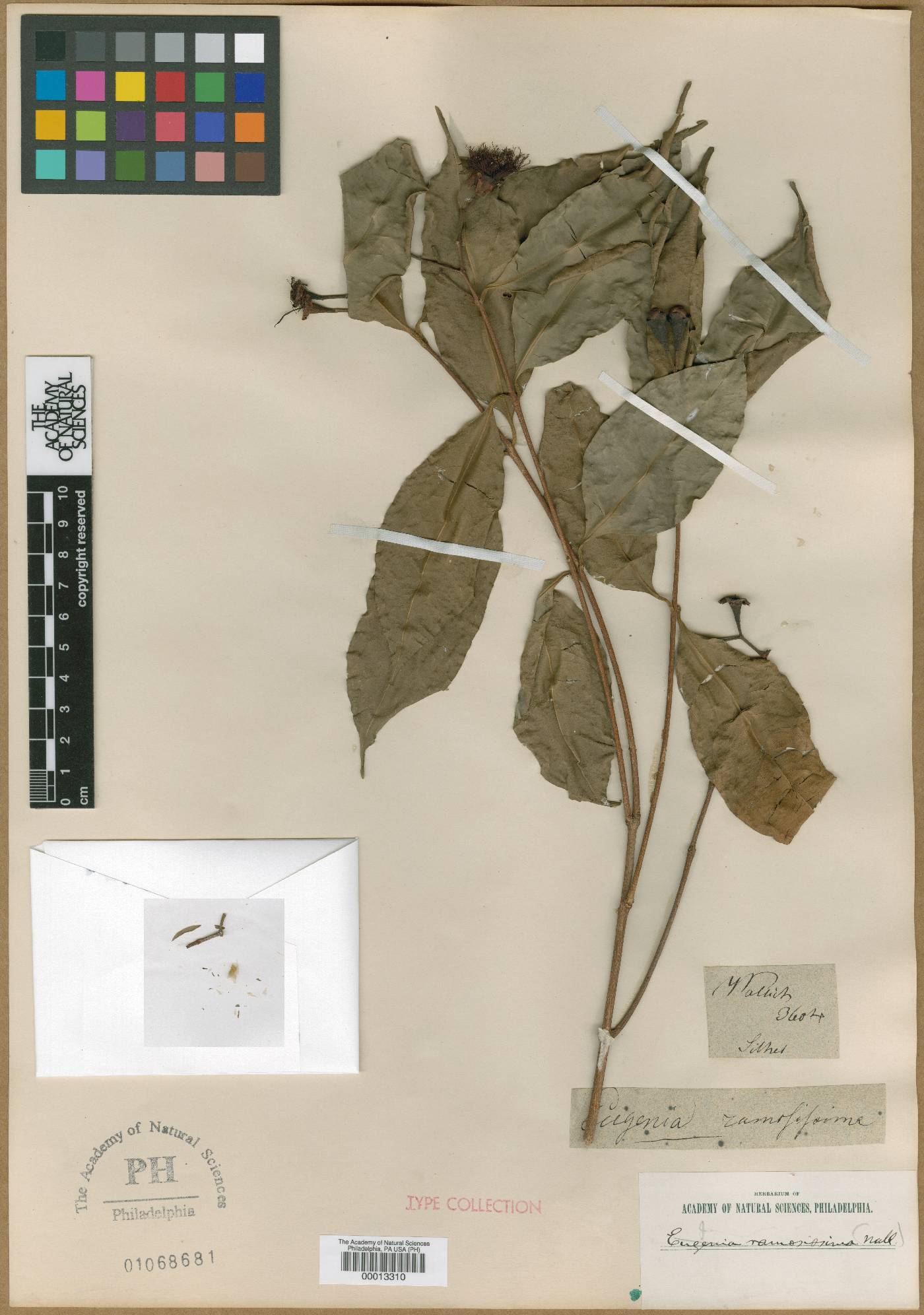 Syzygium ramosissimum image