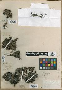 Heliotropium microphyllum image