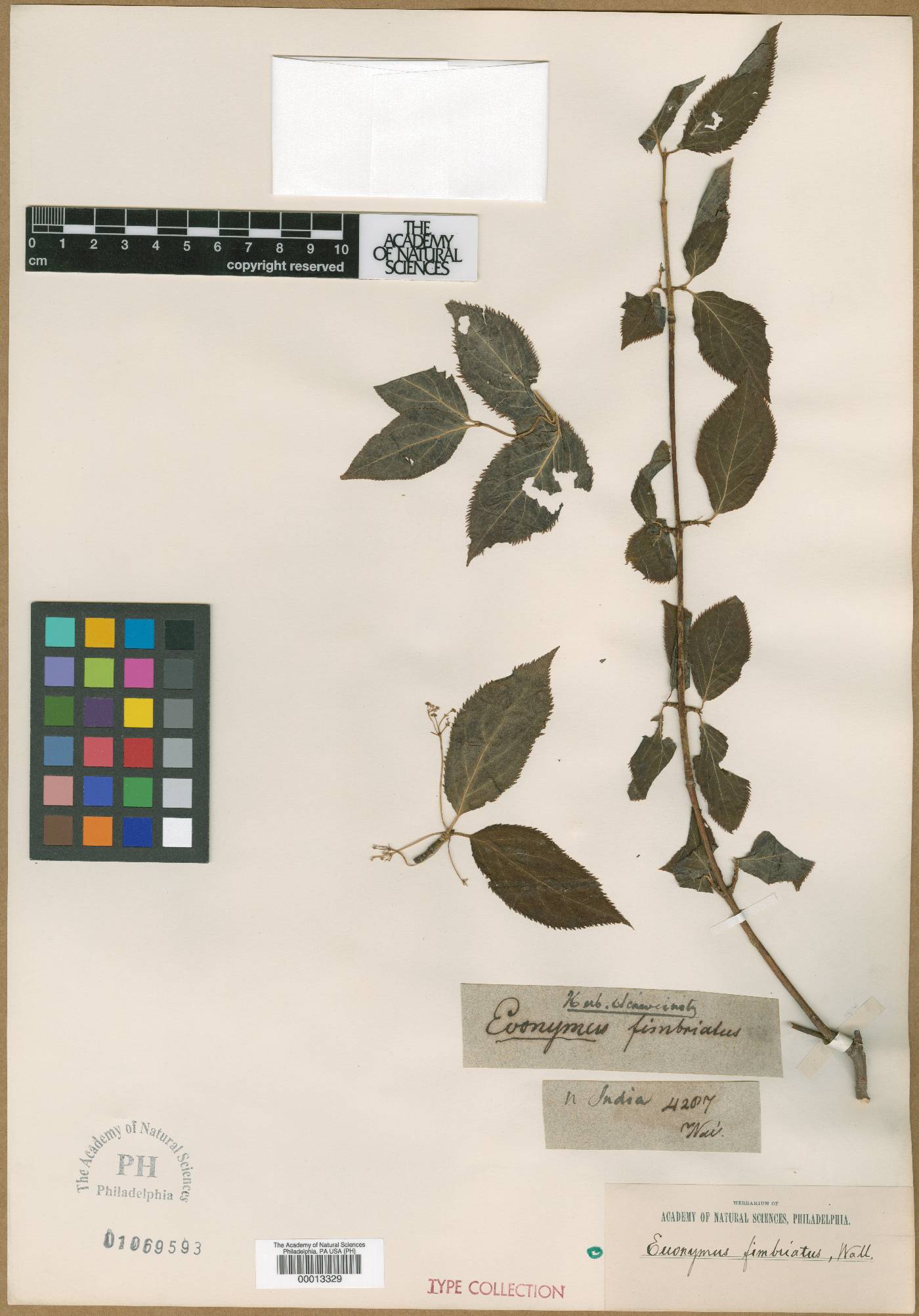 Euonymus fimbriatus image