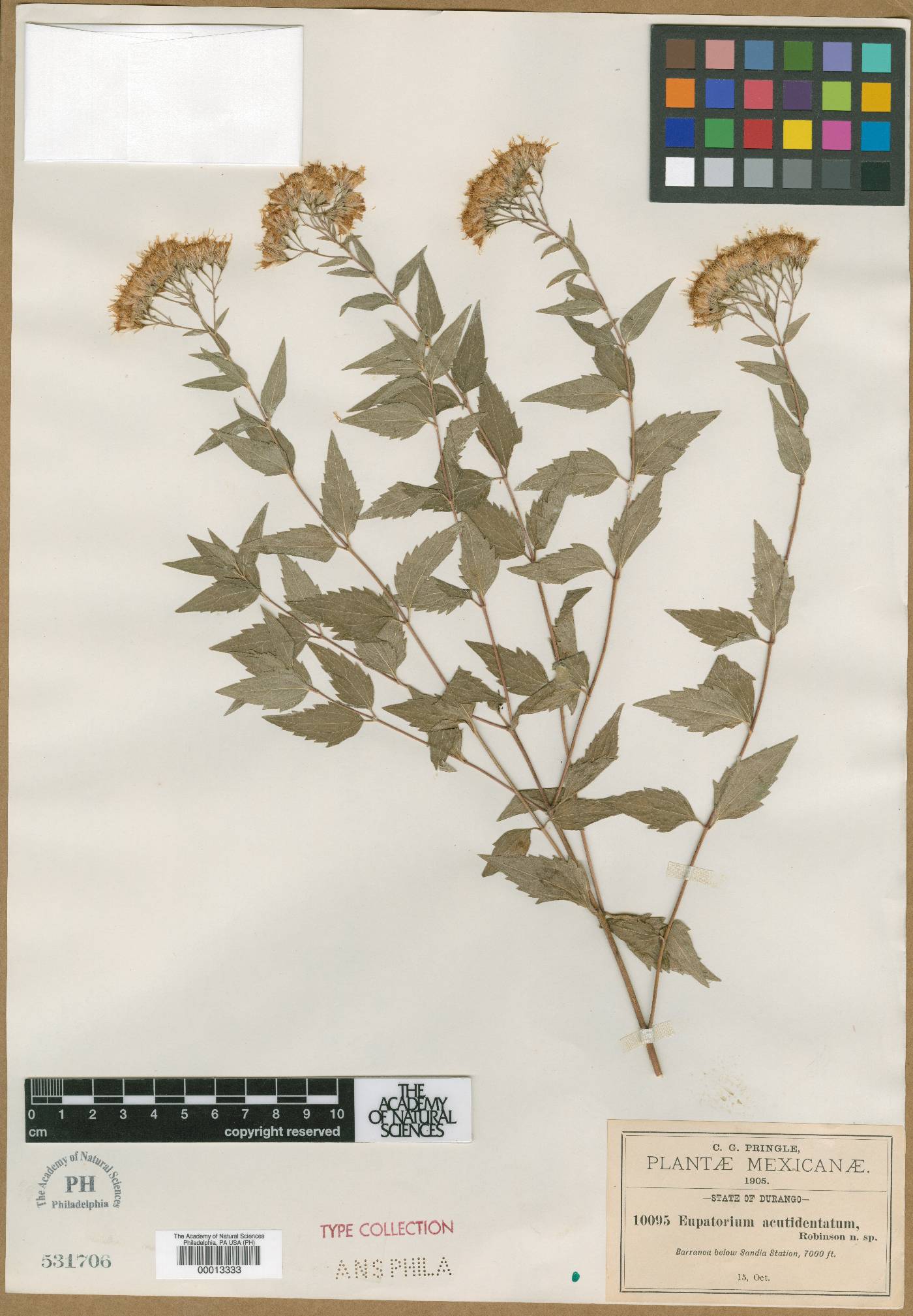 Ageratina acutidentata image