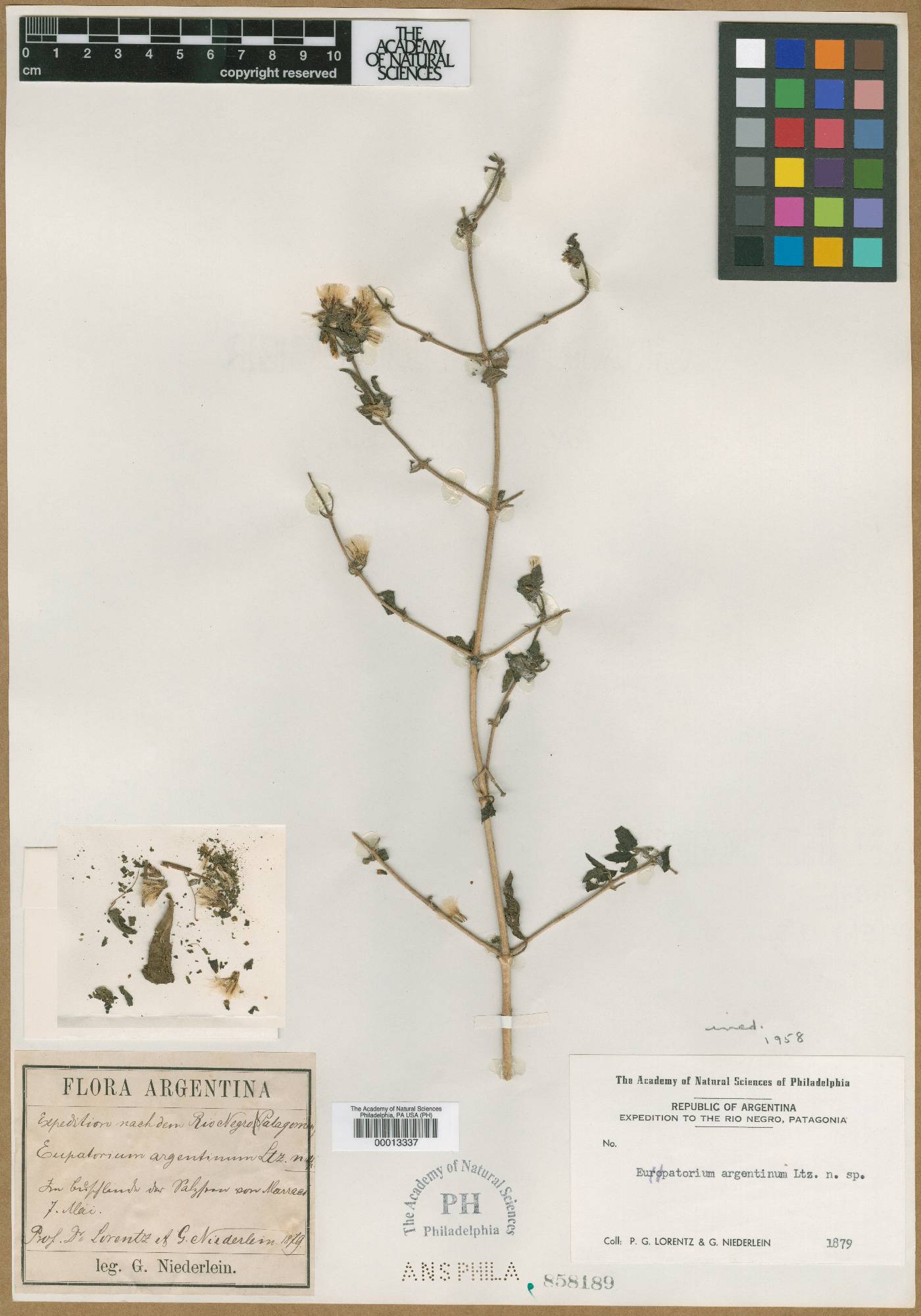 Eupatorium argentinum image