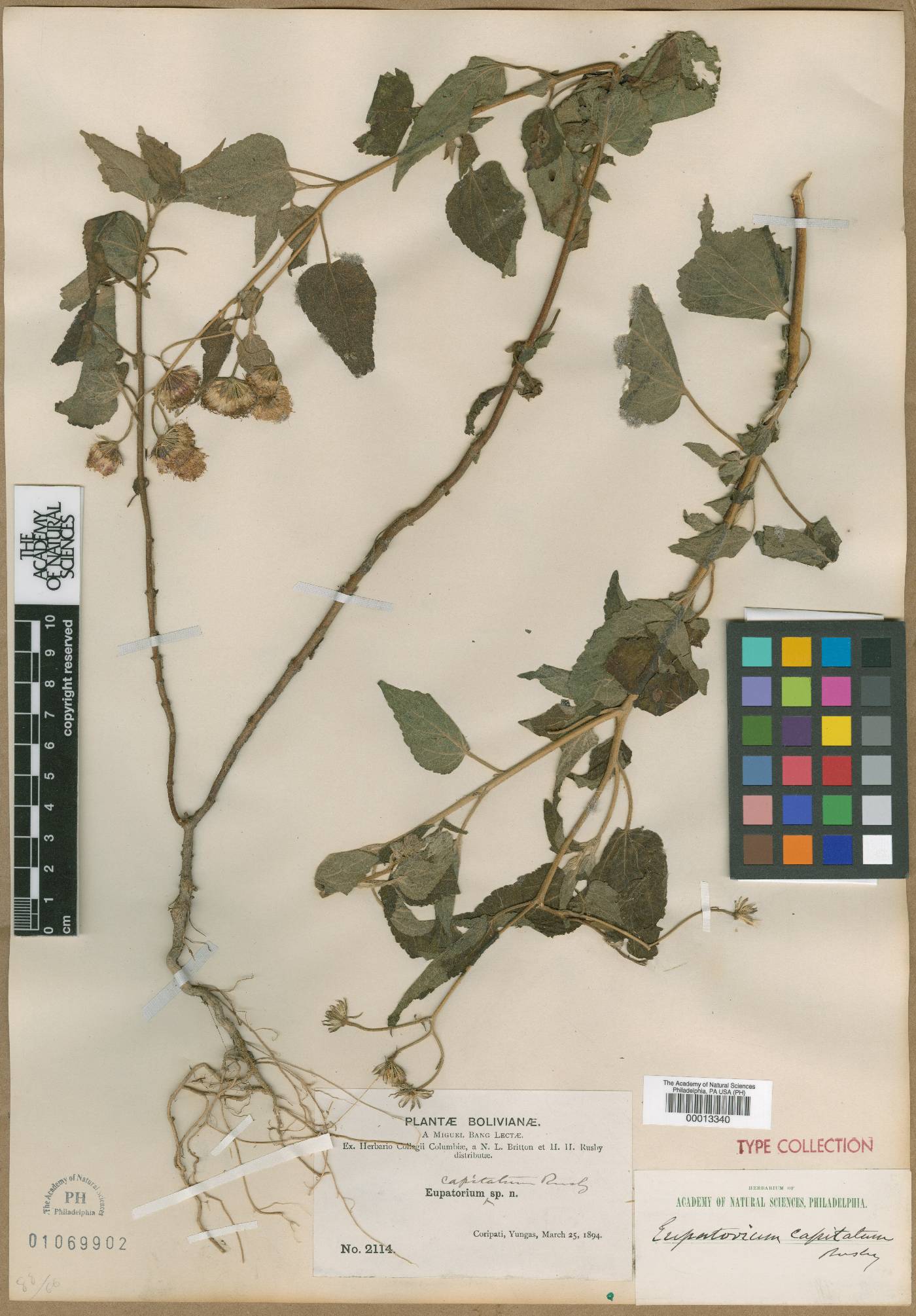 Trichogonia capitata image