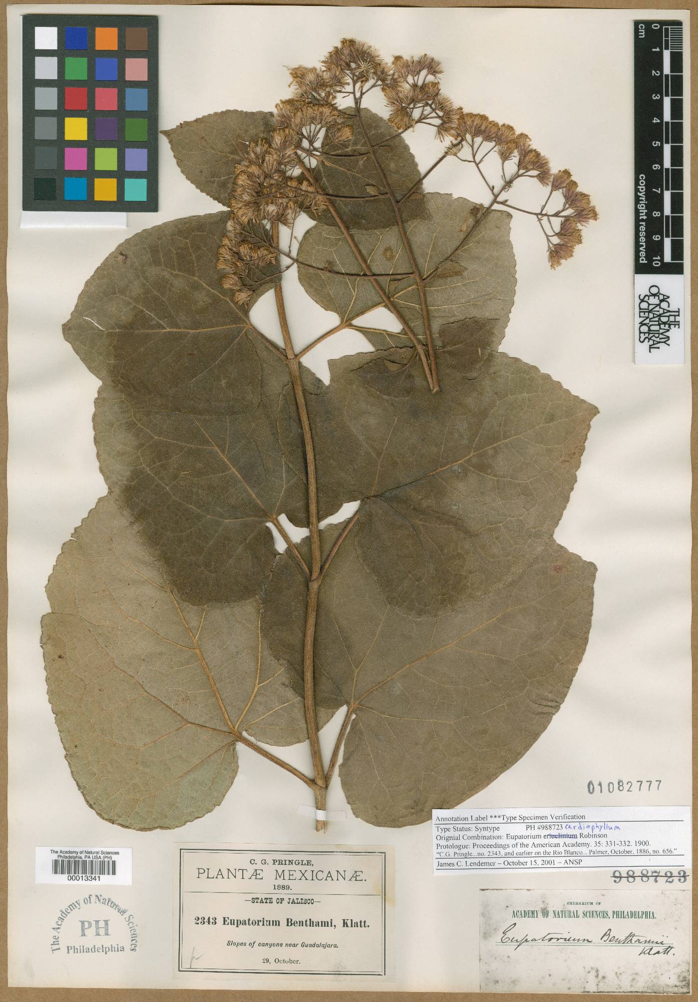 Ageratina cardiophylla image