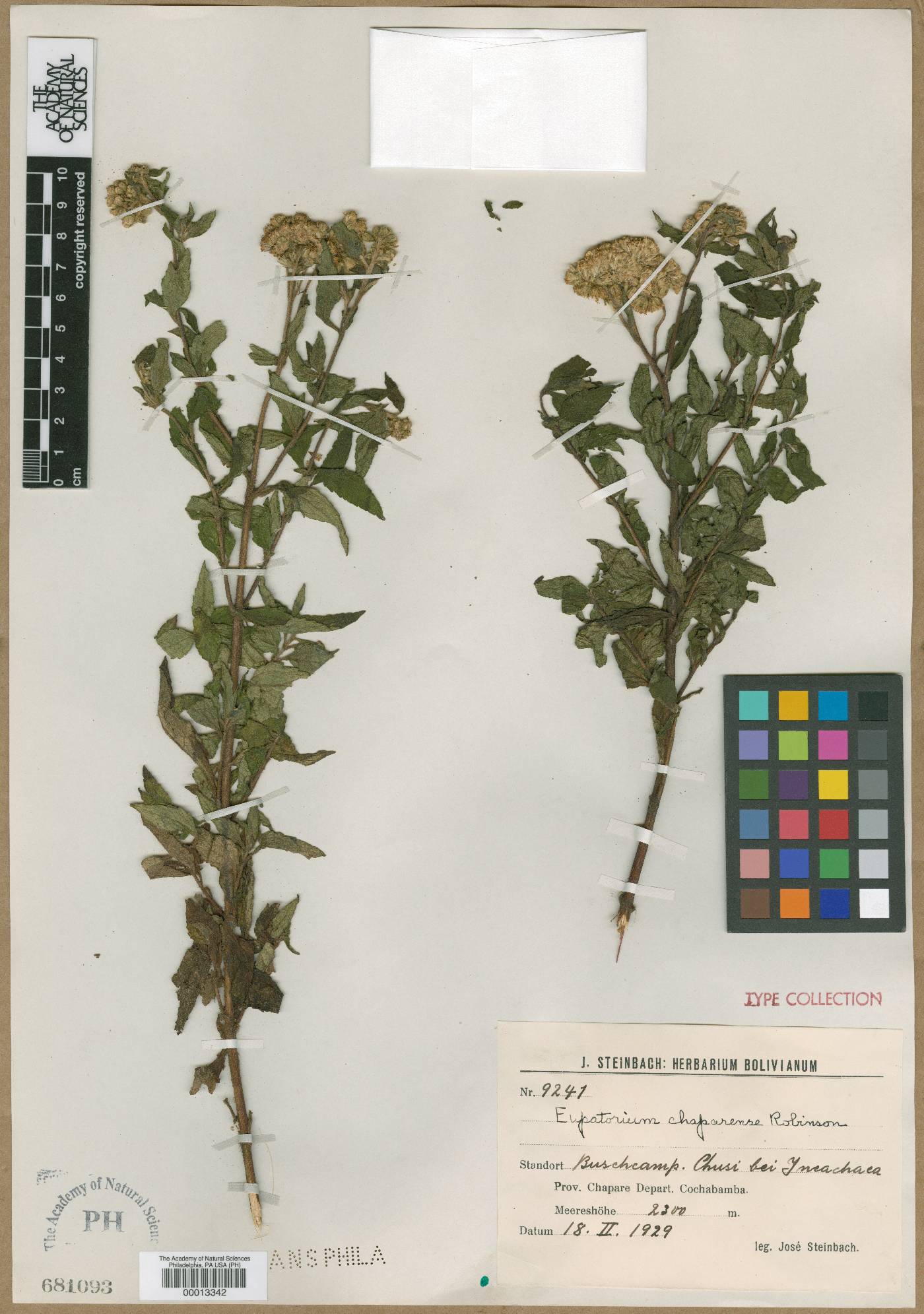Austroeupatorium chaparense image