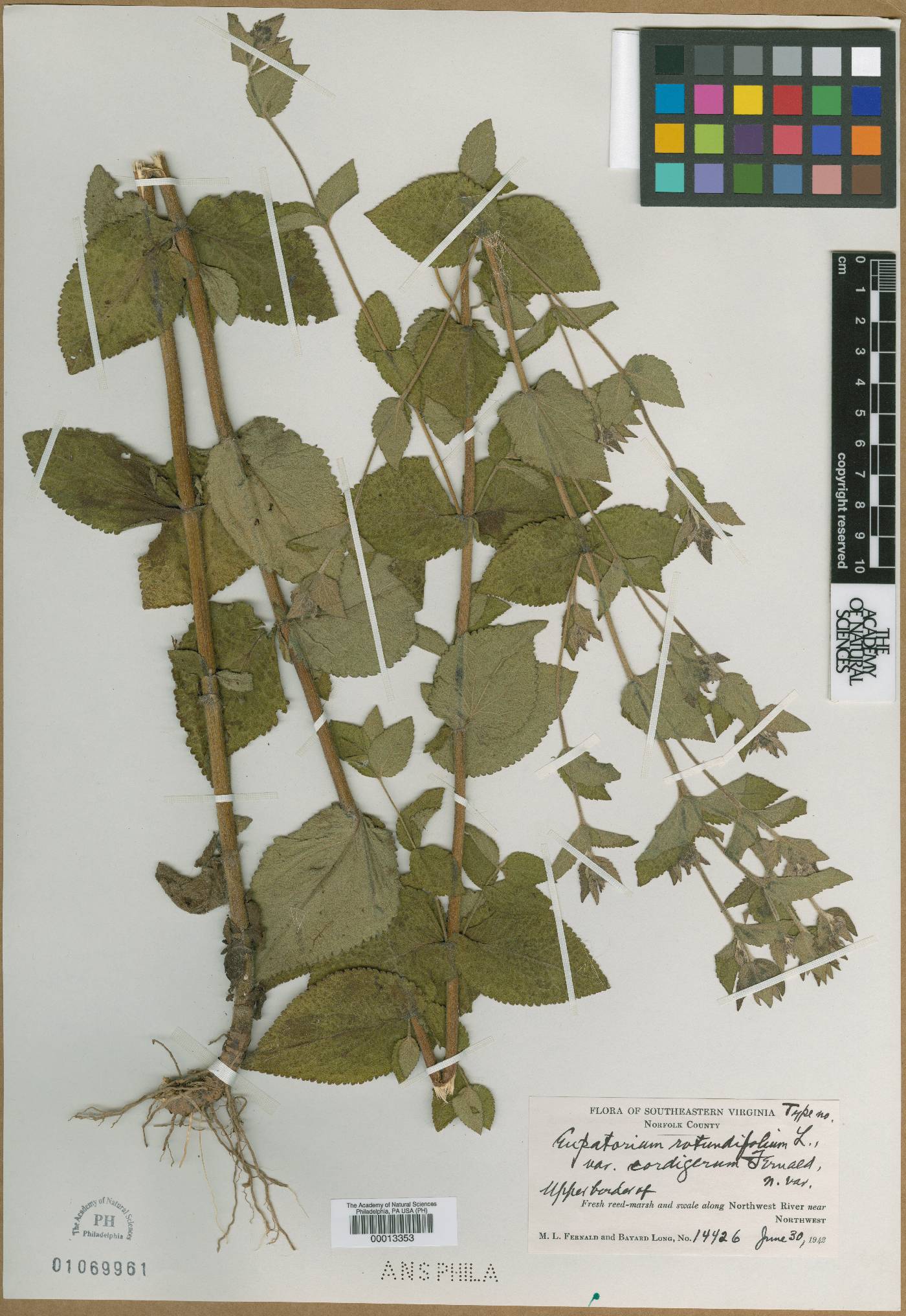 Eupatorium rotundifolium var. cordigerum image