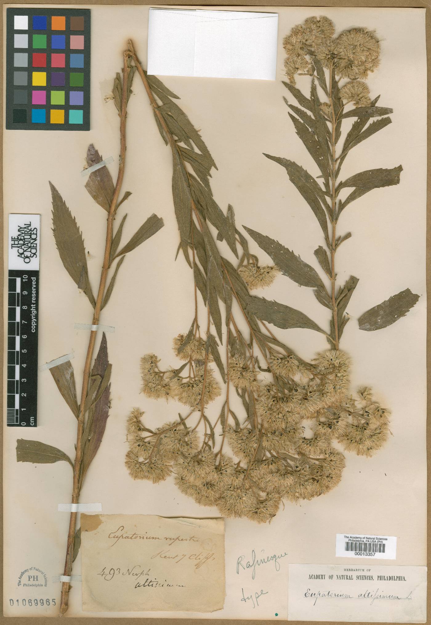 Eupatorium rupestre image