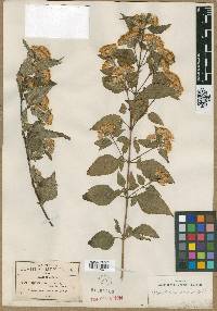 Ageratina rupicola image