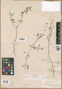 Euphorbia arenaria image