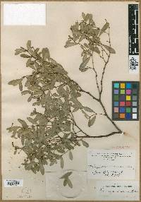 Euphorbia atrococca image